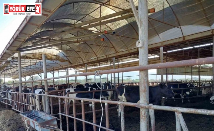 Söke’de hastalıktan ari işletmeler denetlendi