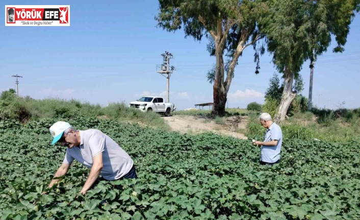 Söke’de pamuk tarlalarındaki verim umut veriyor