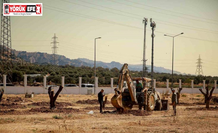 Üniversite kampüsündeki 6 tarihi zeytin ağacı yeni yerlerine taşındı