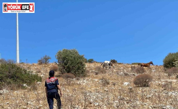 Yaban hayatın son sığınağında jandarmadan denetim