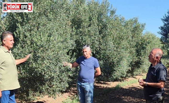 Zeytin bahçelerinde zararlı kontrolleri yapıldı