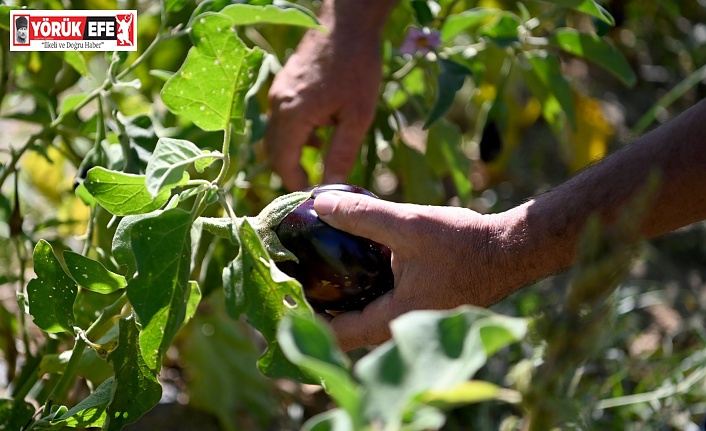 ADABAHÇE’NİN BEREKETİ BU YAZ DA KUŞADALILARIN SOFRALARINI LEZZETLENDİRDİ