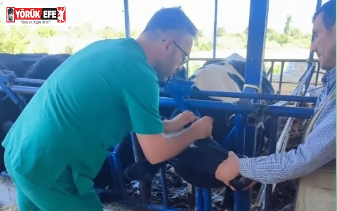 Aydın İl Tarım Müdürlüğü’nden üreticilere şap hastalığı uyarısı