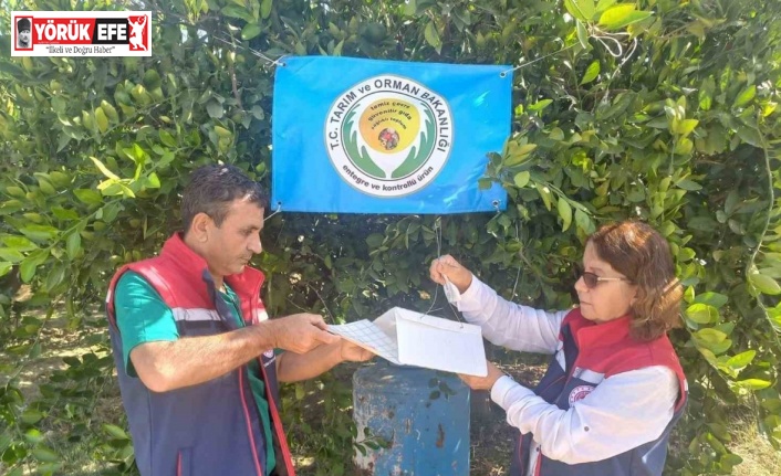 Aydın’da Akdeniz meyve sineği ile mücadele başladı