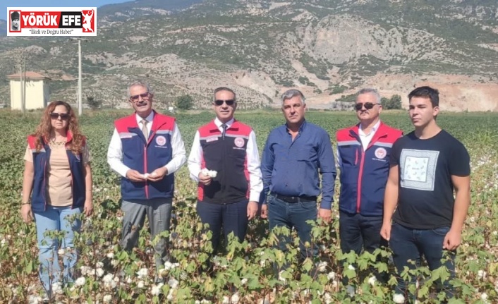 Aydın’da pamuk tarlalarına inceleme