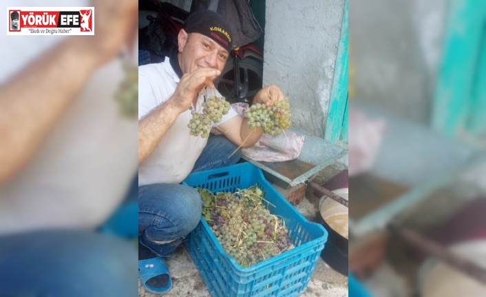 Aydın’da pekmez yapım sezonu başladı