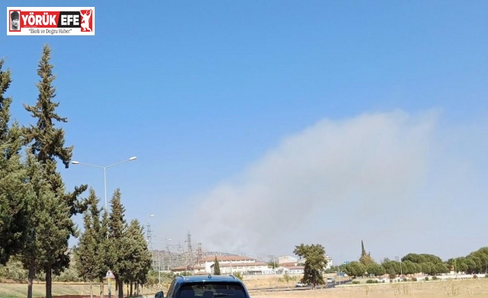 Aydın’da zirai alan yangını