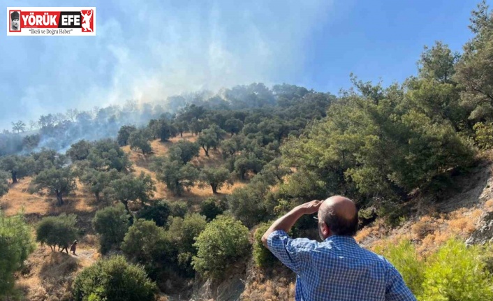 Aydın’da zirai alan yangını: 30 dönüm alan zarar gördü