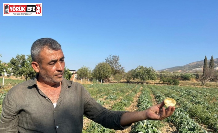 Aydın’ın tescilli ürününü enginarın kaymağını başkaları yiyor