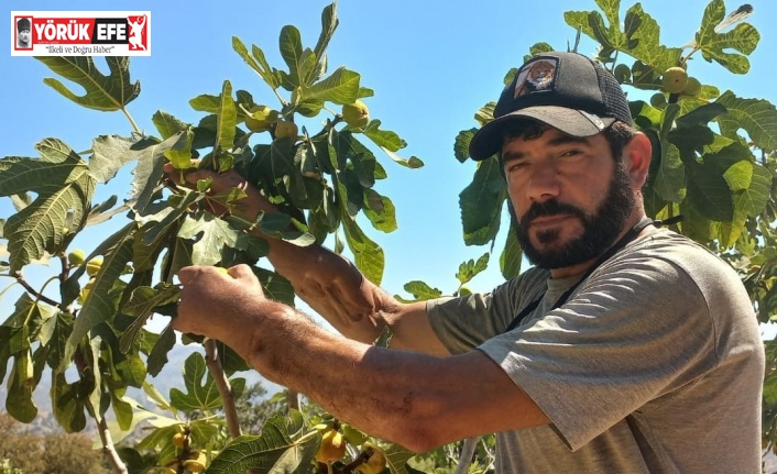 Başkasının kollarıyla incir hasadı yapıyor