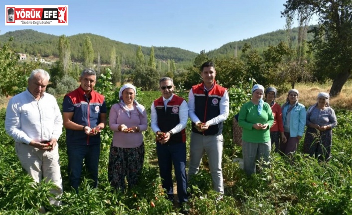 Bozdoğan’da turşuluk biber hasadı gerçekleştirildi