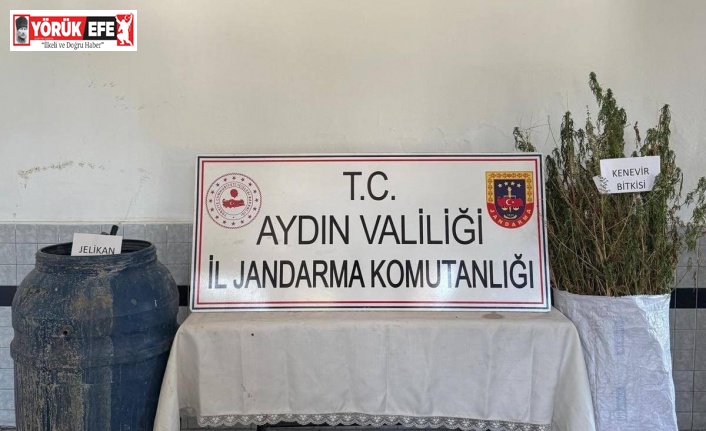 Buharkent’te 40 kök kenevir ele geçirildi