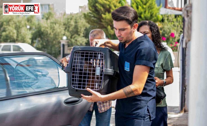 Davutlar Mahallesi’ne Kedi Kısırlaştırma Merkezi açıldı