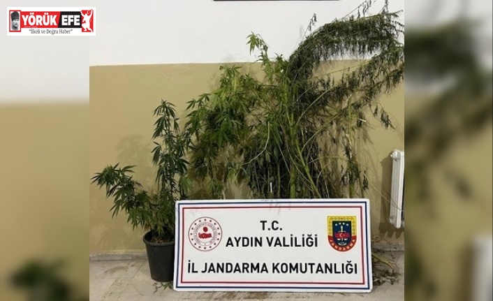 Efeler’de 22 kök kenevir ele geçirildi