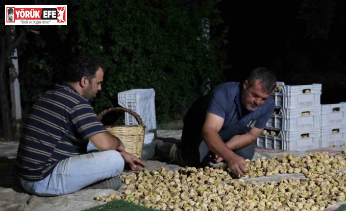 İncir üreticisi gecesini gündüzüne katarak üretim yapıyor