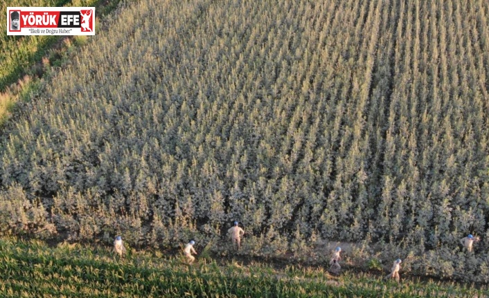 Koçarlı’da 37 kök kenevir ele geçirildi