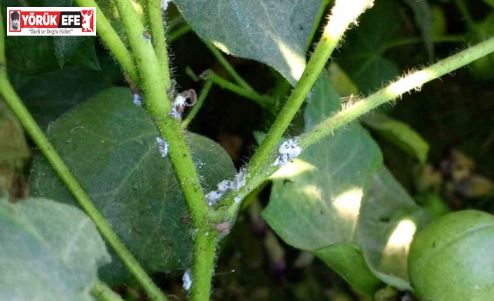 Nazilli’de pamuk üreticilerine unlu bit uyarısı