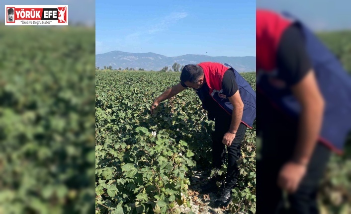 Pamukta zararlı yoğunluğuna rastlanmadı