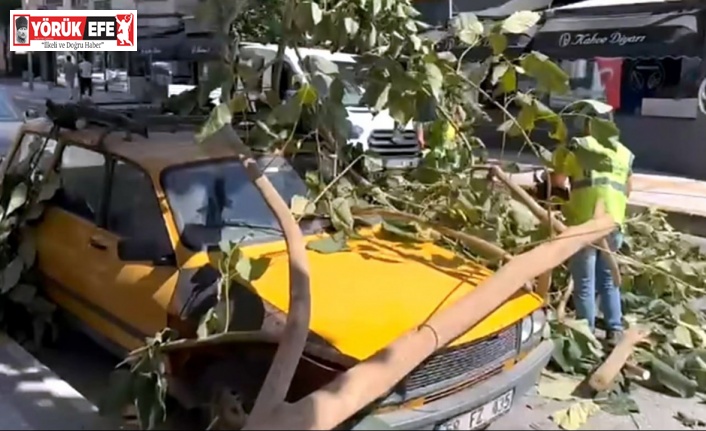 Söke’de ağaç dalı park halindeki aracın üzerine düştü