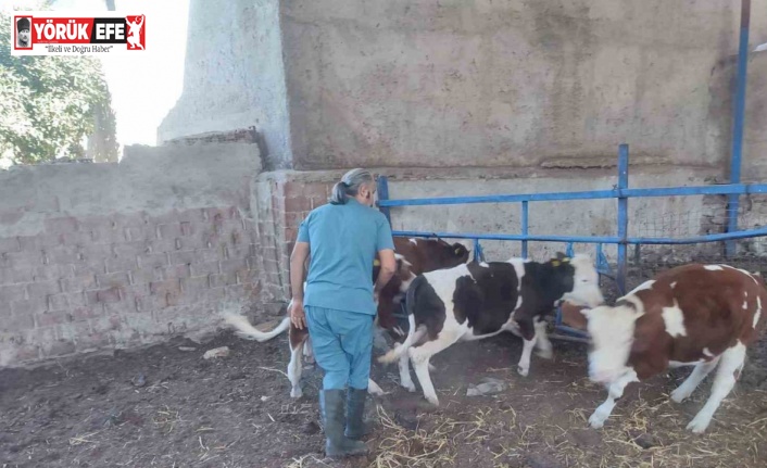 Söke’de hayvan sağlığı için aşılama çalışmaları devam ediyor