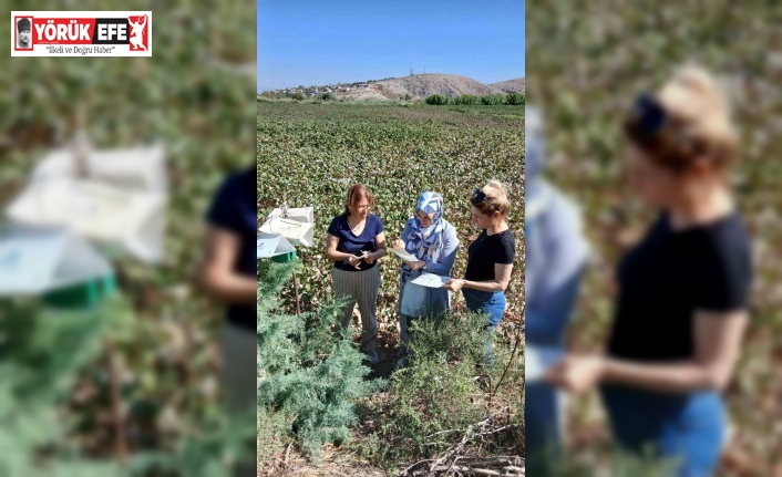 Söke’de pamukta pembekurt zararlısına karşı uyarı