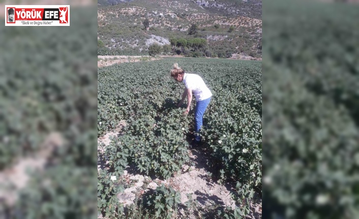 Söke’de zararlı popülasyonunda artış gözlemlendi