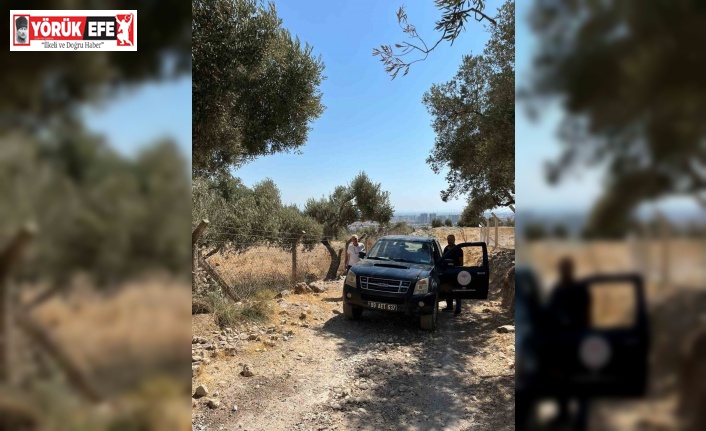 Söke’de zeytin rekolte tahmin çalışmaları başladı