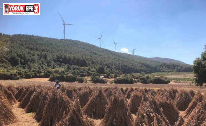 Susamda hasat zamanı yaklaşıyor