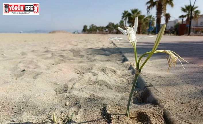 Yıllar Sonra Kuşadası’nda Kum Zambağı Açtı