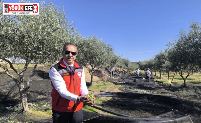 Aydın, zeytincilikte Türkiye’nin zirvesinde