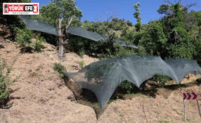 Aydın’da don afeti mağduru üreticilere 50 milyon liralık destek