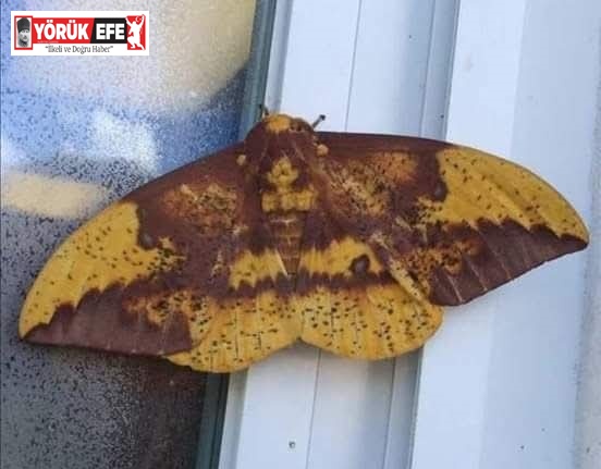 Aydın’da kelebeğin sırtındaki insan silüeti dikkat çekti