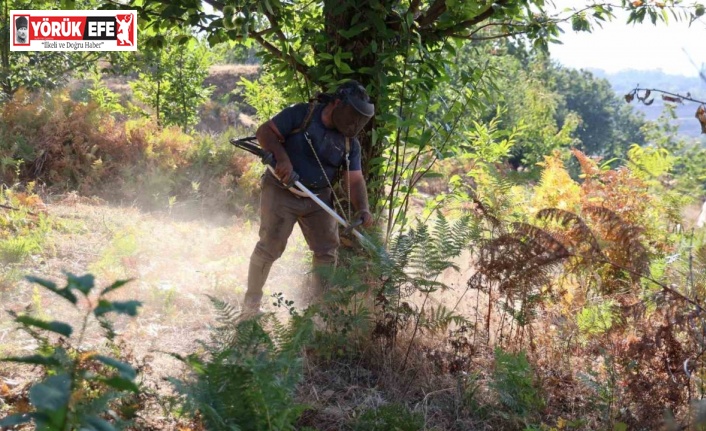 Aydın’da kestane hasat sezonu için hazırlıklar başladı