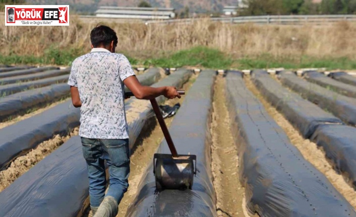 Aydın’da kış çileği hazırlıkları başladı