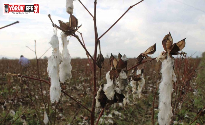 Aydın’da pamuk tarlalarını dolu vurdu