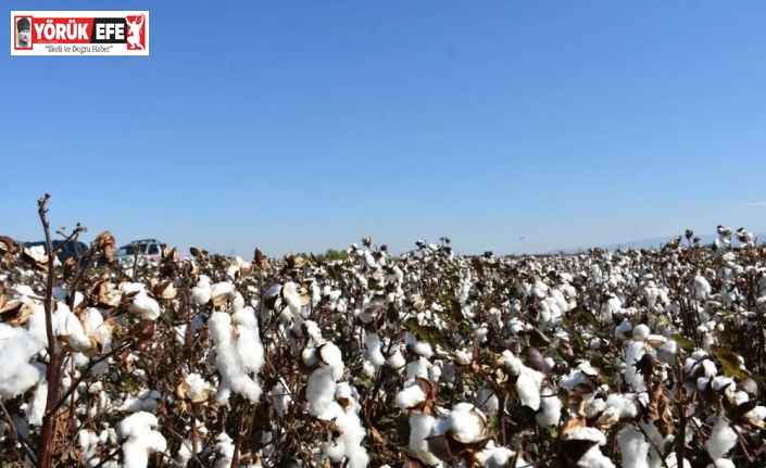 Aydın’da pamuk üreticilerine uyarı
