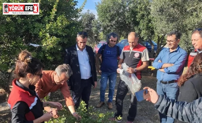 Aydın’da sakız ağacı üretimi yaygınlaştırılacak