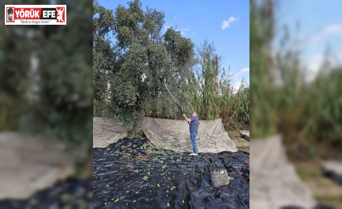 Aydın’da yağışların ardından zeytin hasadı başladı