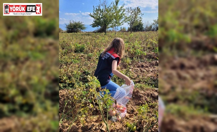 Buharkent’te hasat öncesi pestisit denetimleri sürüyor