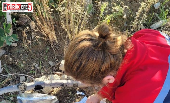 Buharkent’te meyve sineğiyle mücadele aralıksız sürüyor