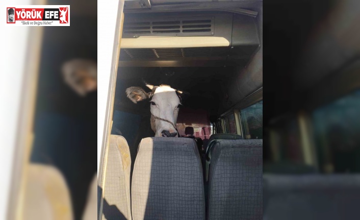 Didim’den kaçan hayvan hırsızları Konya’da yakalandı