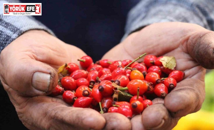 Dikenlerin arasında zahmetle toplanan kuşburnuna rağbet arttı