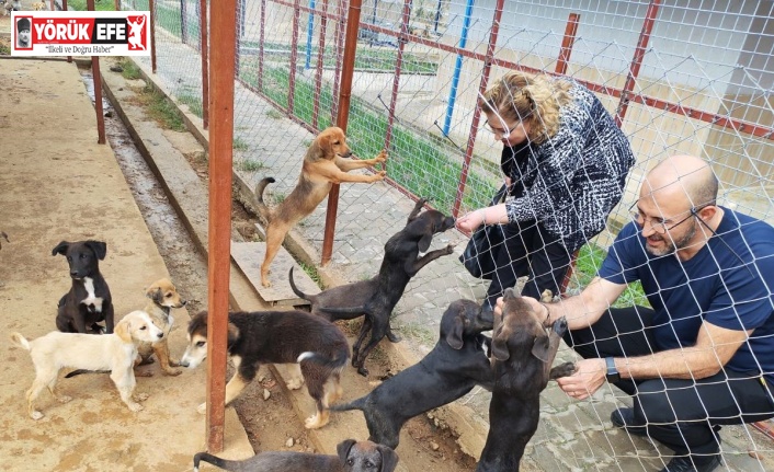 Germencik Sokak Hayvanları Rehabilitasyon Merkezi açılış için gün sayıyor