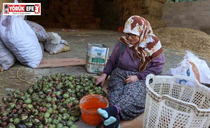 Hasadı yapılan cevizler satışa hazırlanıyor