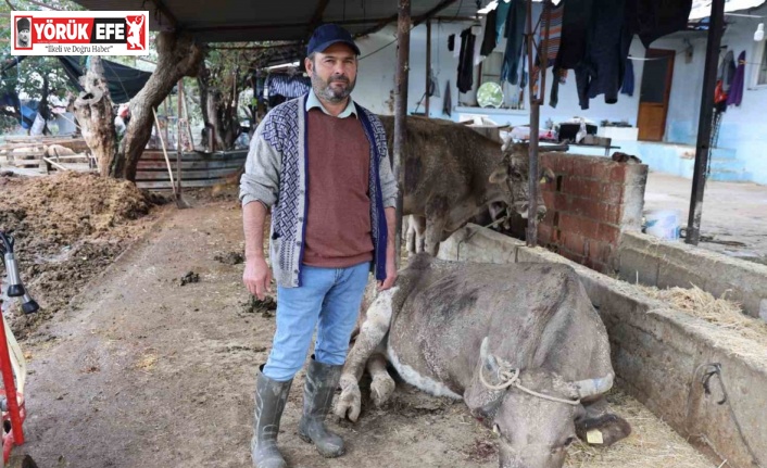 Hayvanları sele kapılan Aktaş: "Adam boyu sel geldi"