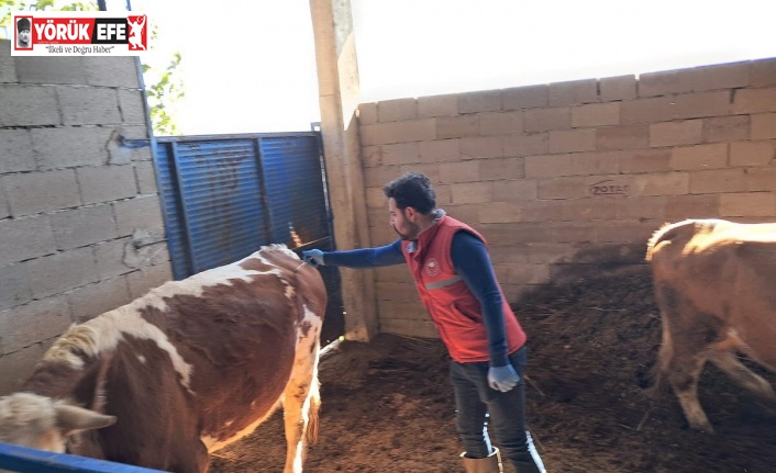 Köşk’te büyükbaş hayvanlarda şap aşılaması sürüyor