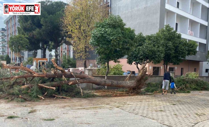 Kuruyan çam ağacı ağırlığa dayanamayarak yol devrildi
