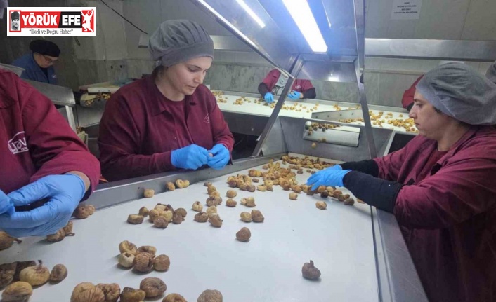 Nazilli Ticaret Odası’ndan incir için birlikte hareket etme çağrısı