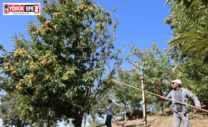 Nazilli’de kestane işçi yevmiyeleri belli oldu