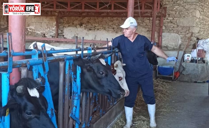 Nazilli’de şap aşılama çalışmaları tamamlandı